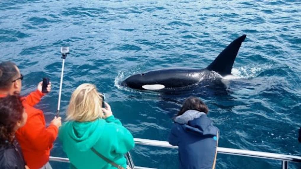 Whale & Dolphin Safari-2